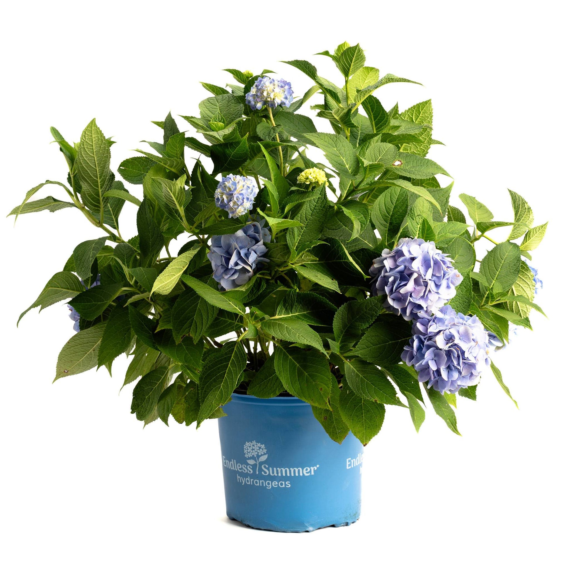 Endless Summer® Hydrangea