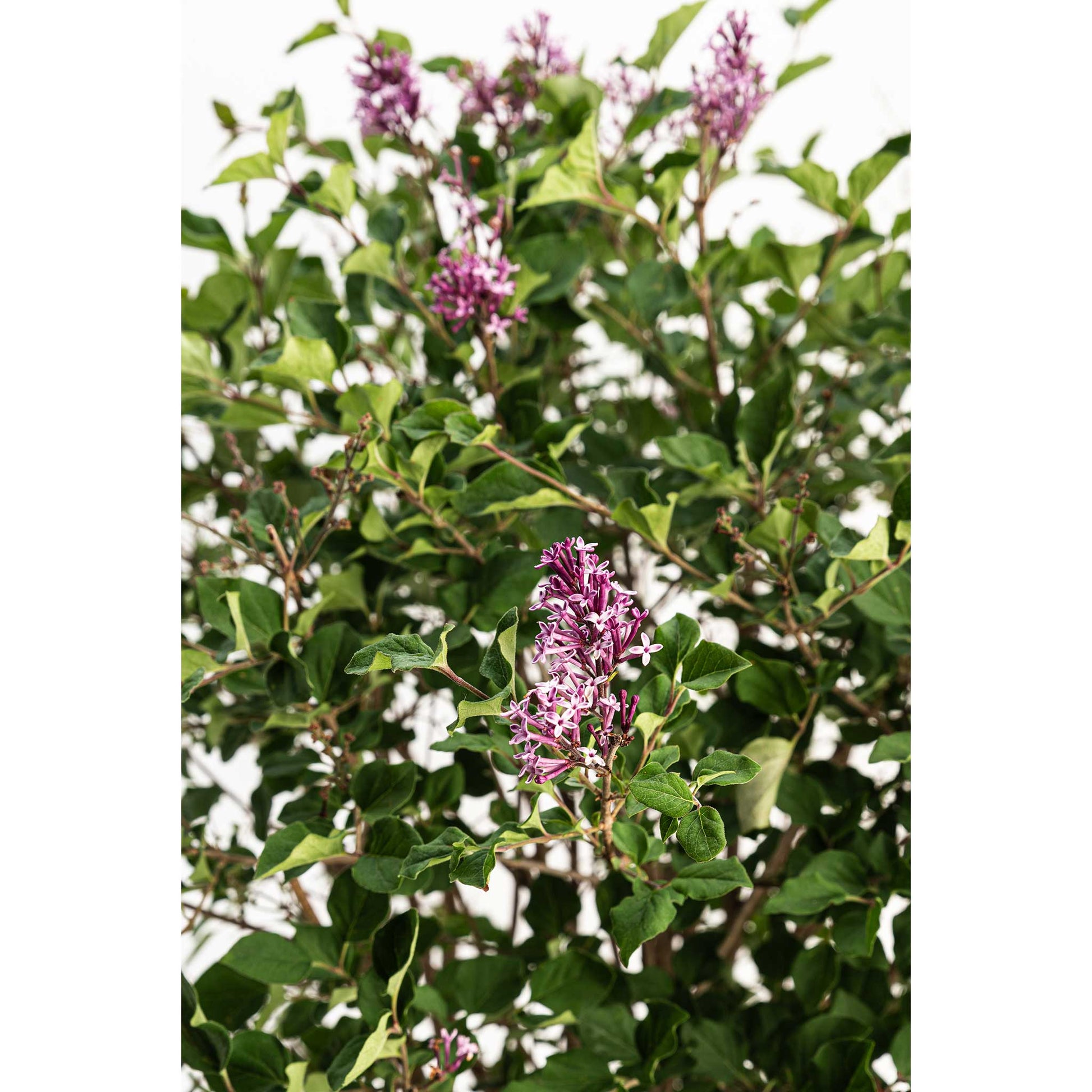 Bloomerang Lilac Bush