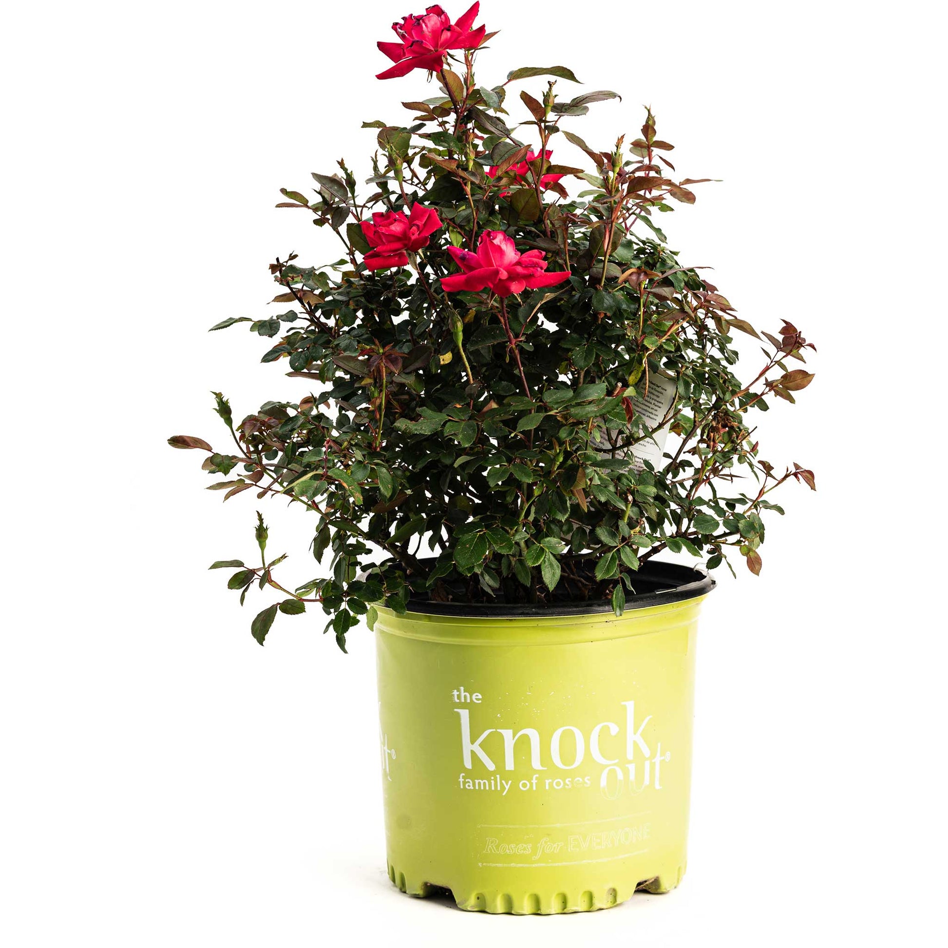 Double Knock Out® Rose