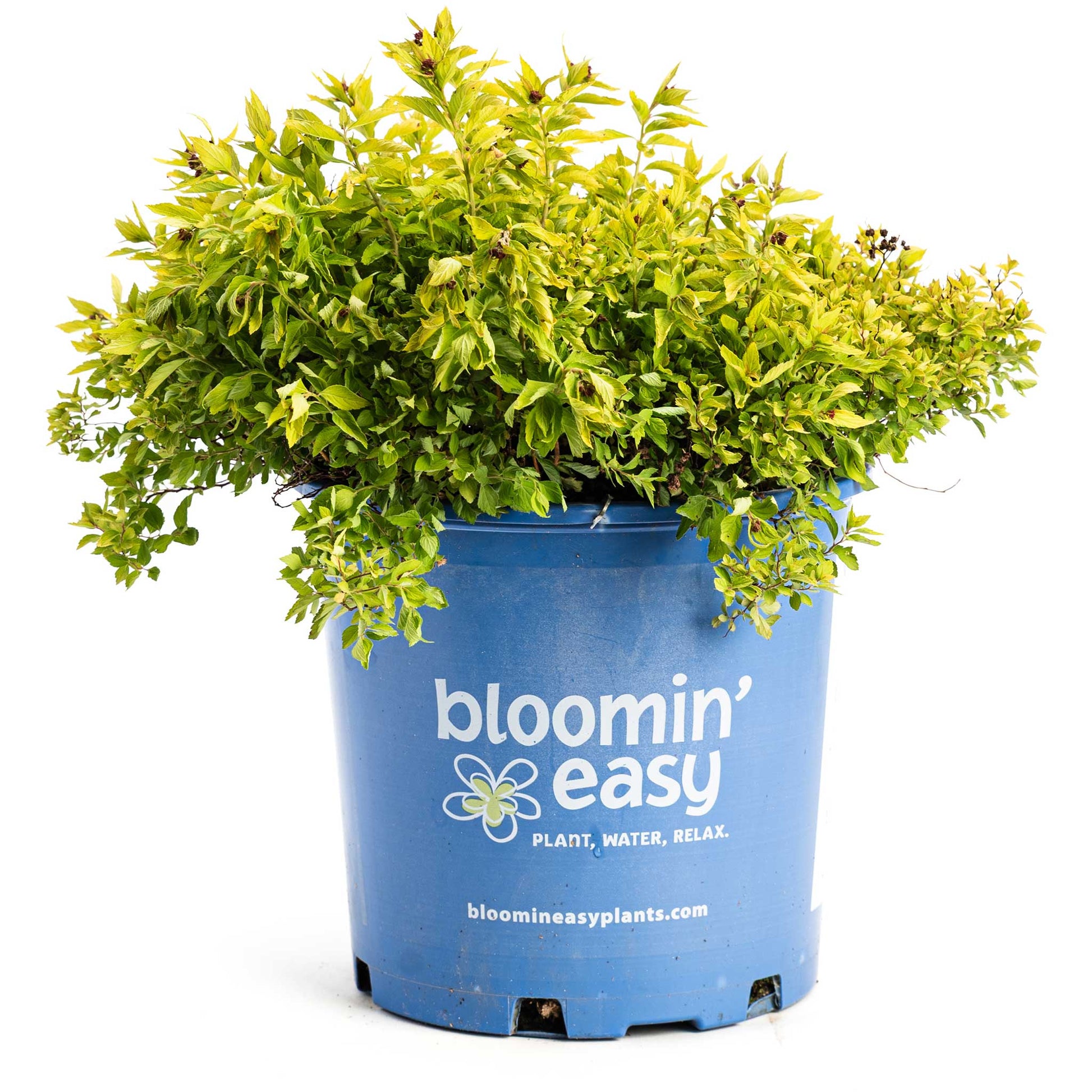 Pineapple Poprocks® Spiraea