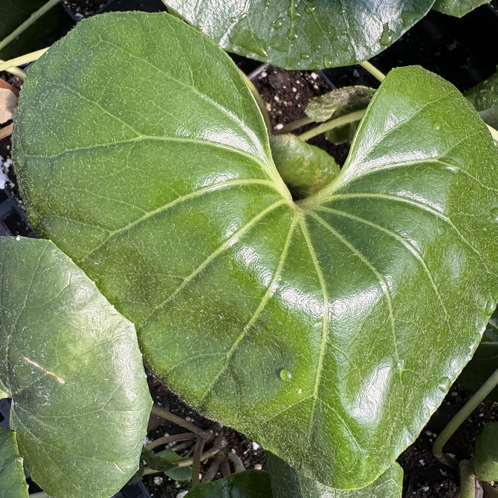 Farfugium japonicum Gigantea 1G