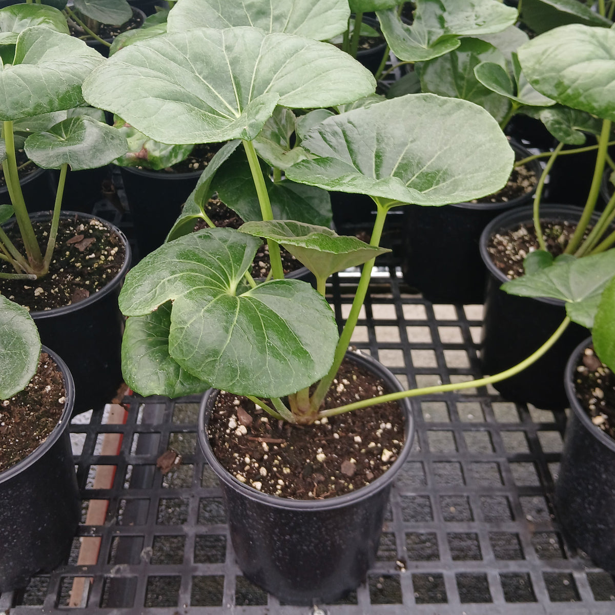 Farfugium japonicum Gigantea 1G