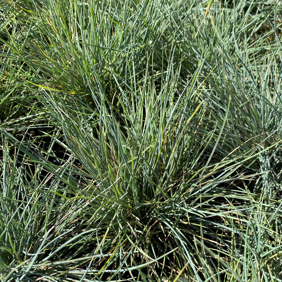 Festuca glauca Elijah Blue 1G