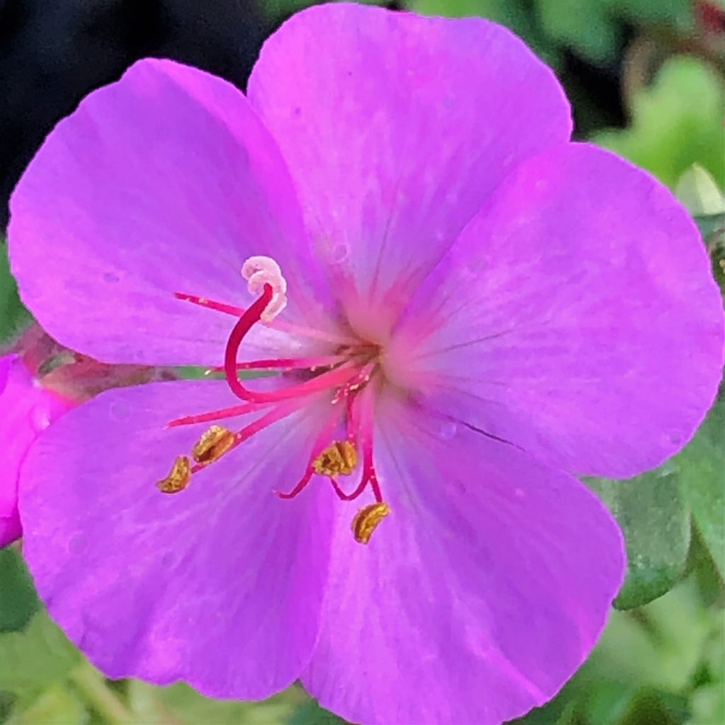 Geranium x cantabrigiense Karmina 1Q