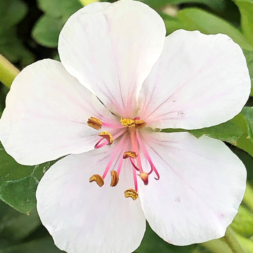 Geranium x cantabrigiense Biokovo 1G
