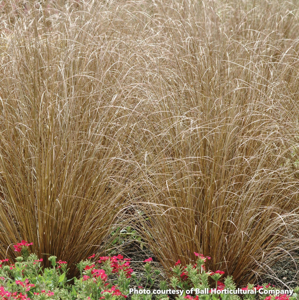 Carex buchananii Red Rooster 3.25"