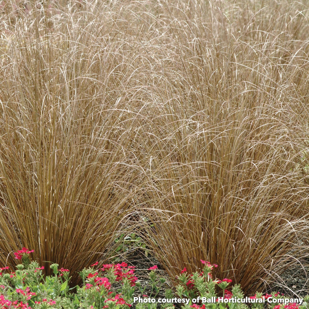 Carex buchananii Red Rooster 3.25"