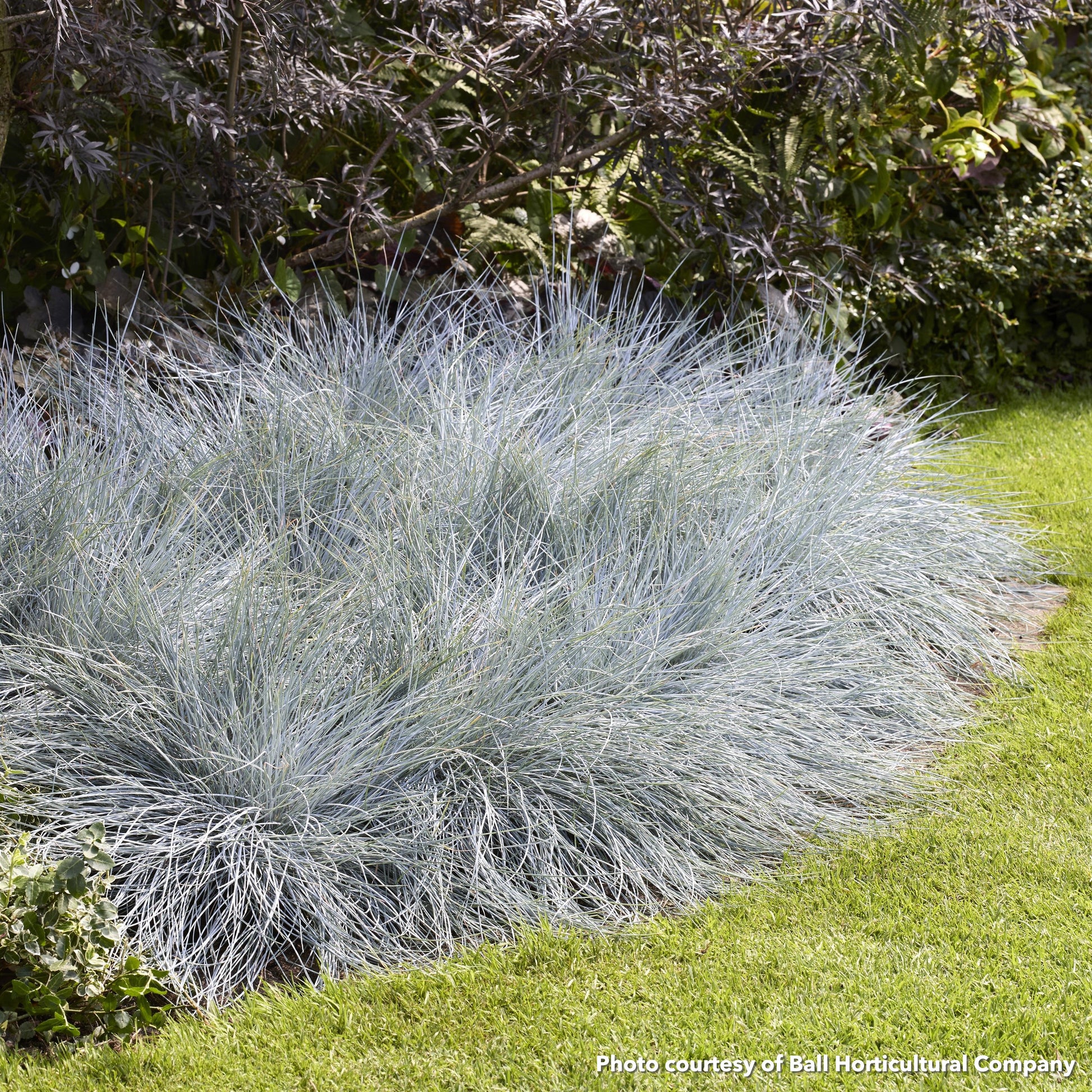 Festuca glauca Beyond Blue 3.25"