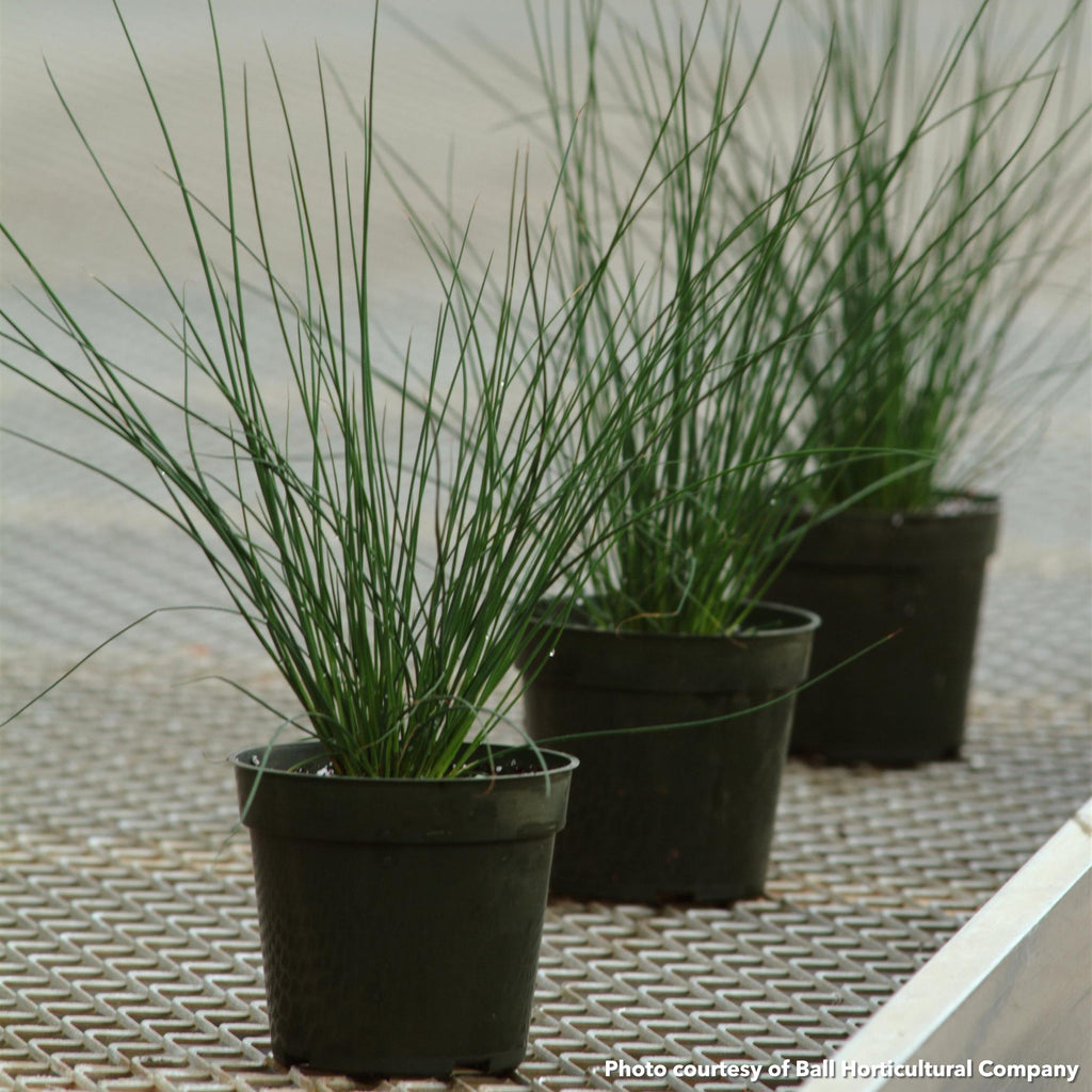 Juncus tenuis Blue Dart 3.25"