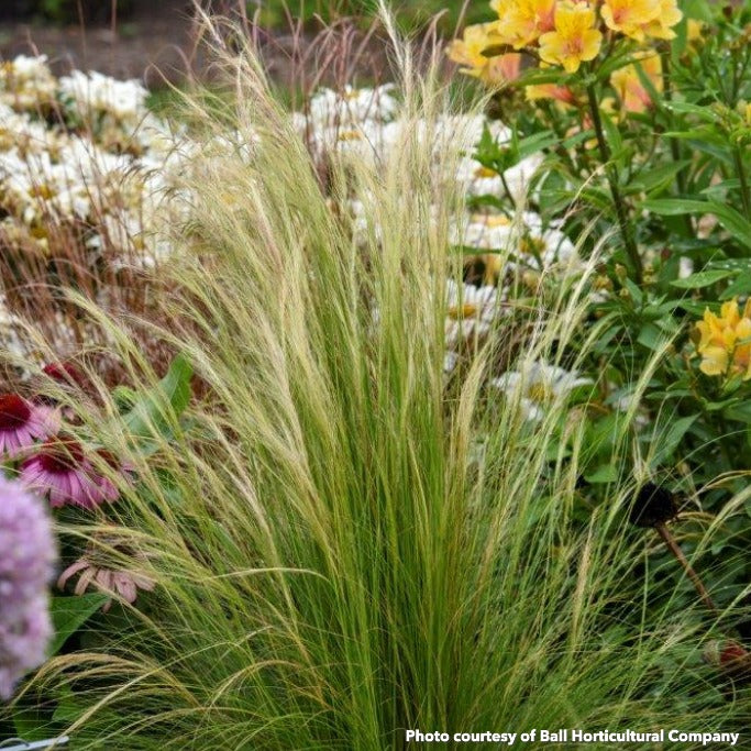 Stipa tenuissima DP50