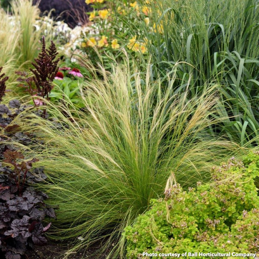 Stipa tenuissima DP50