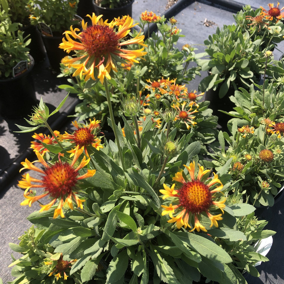 Gaillardia aristata Fire Wheels 1G