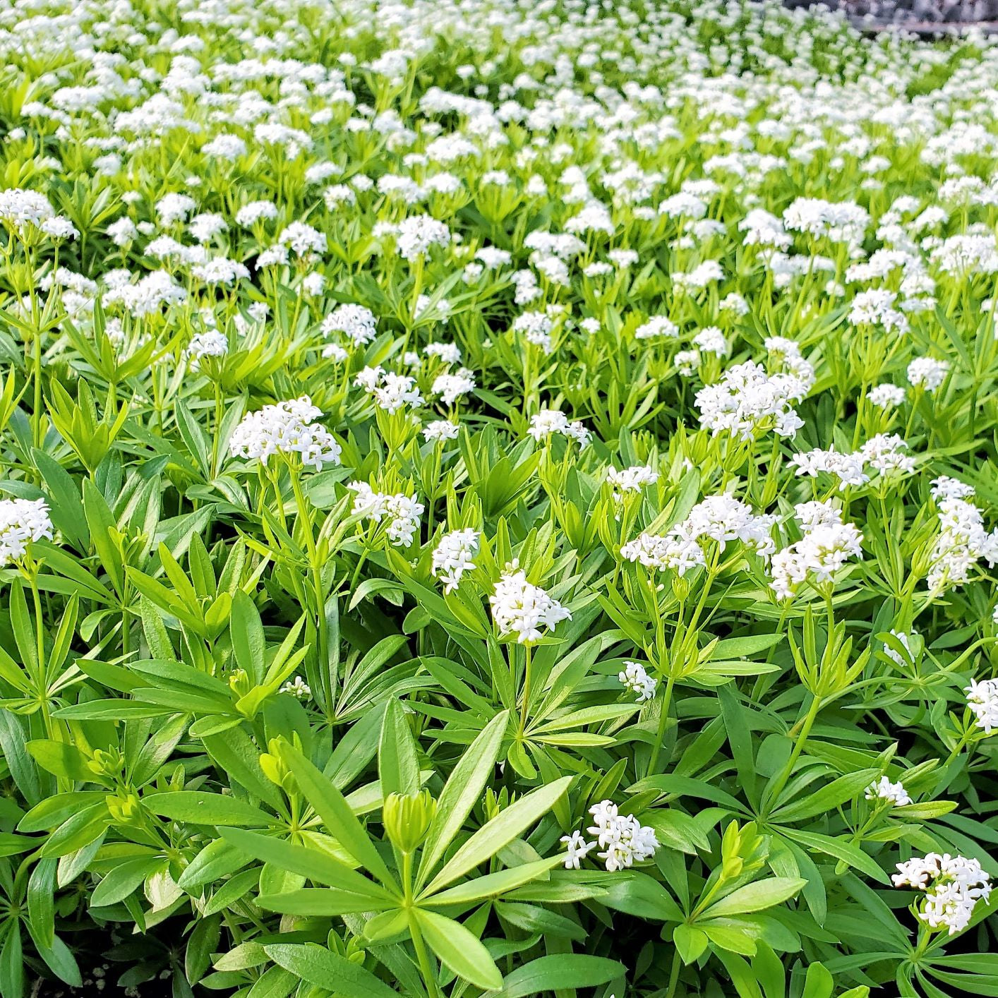 Galium odoratum 1G