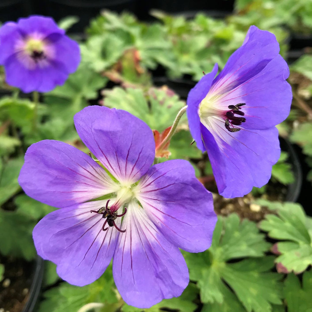 Geranium x Rozanne 1G