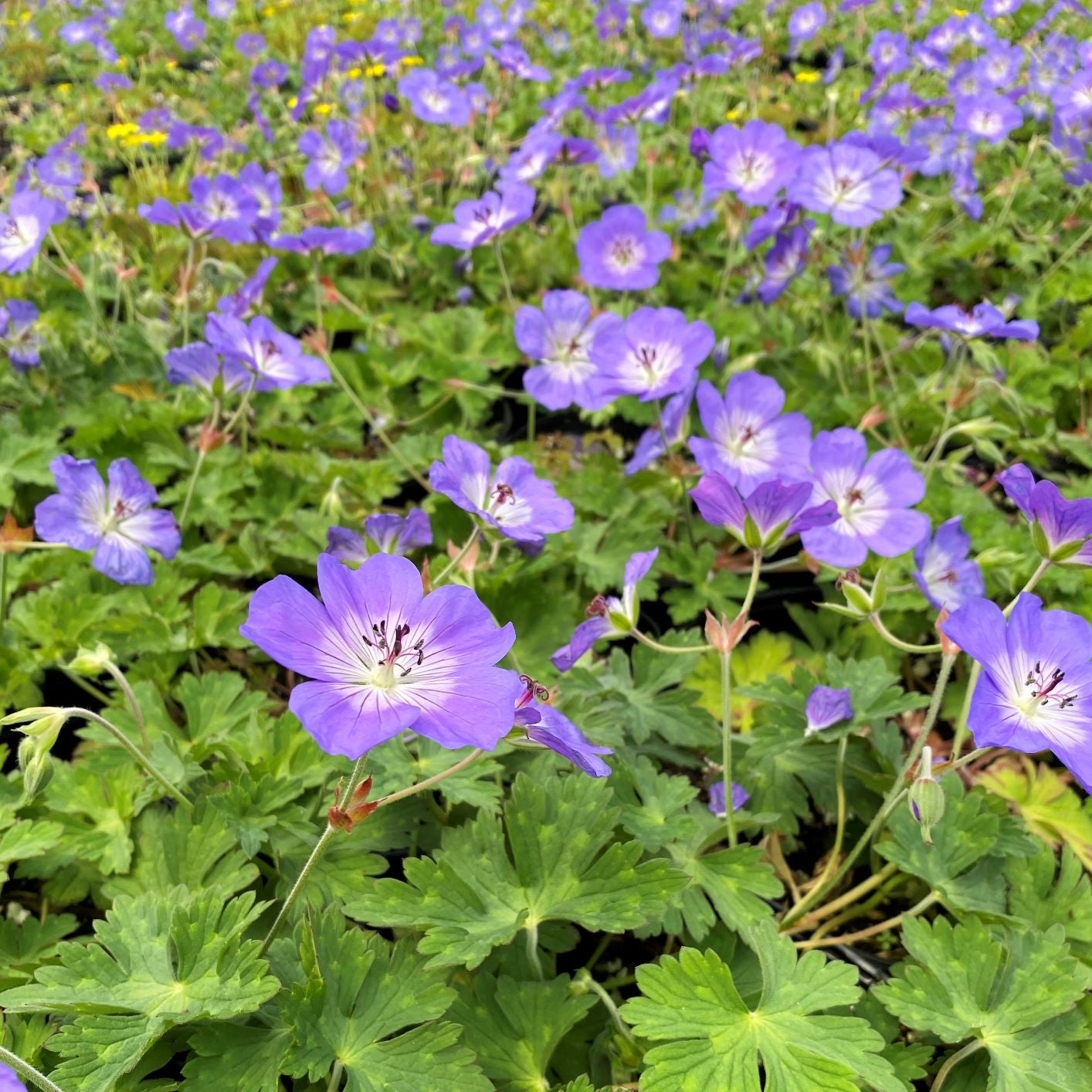 Geranium x Rozanne 1G