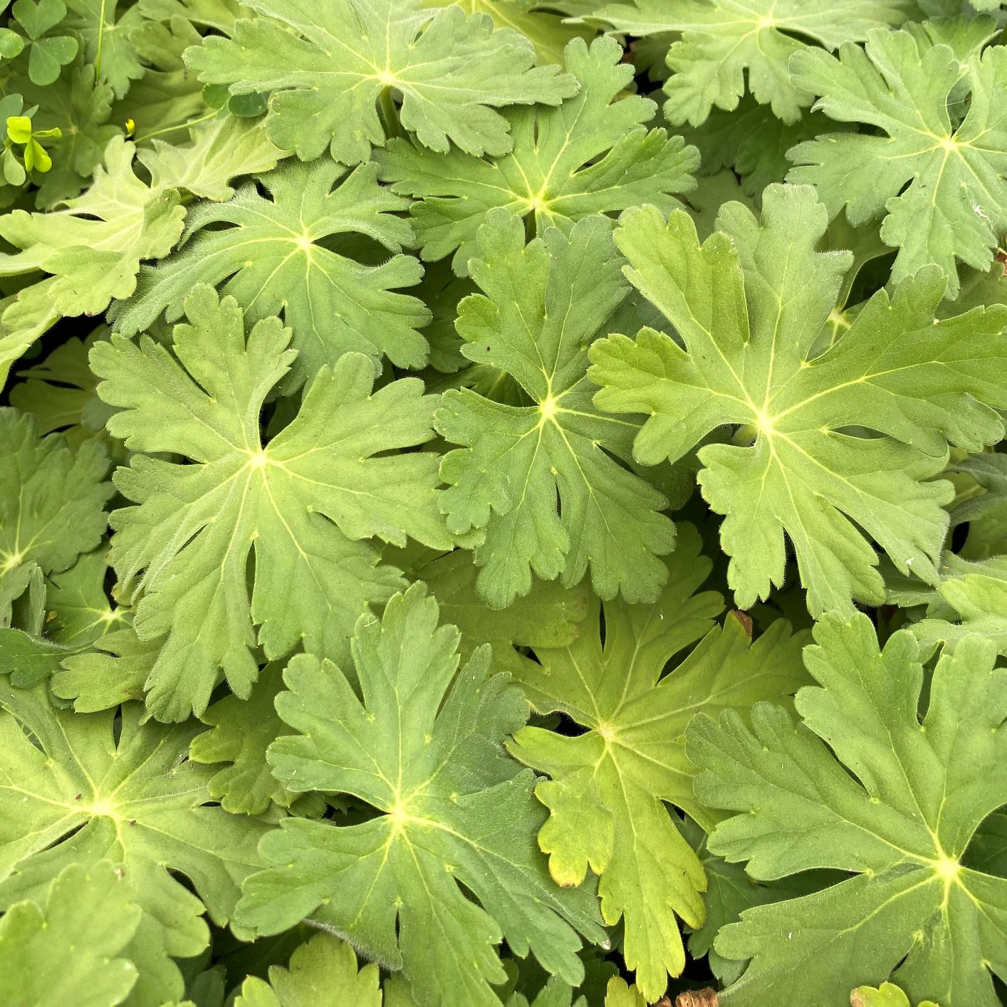 Geranium macrorrhizum Bevan's Variety 1G