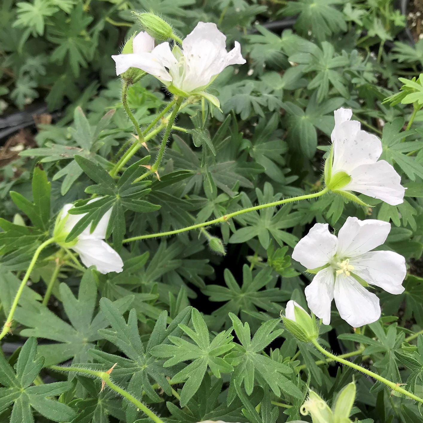 Geranium sanguineum Album 2.5"
