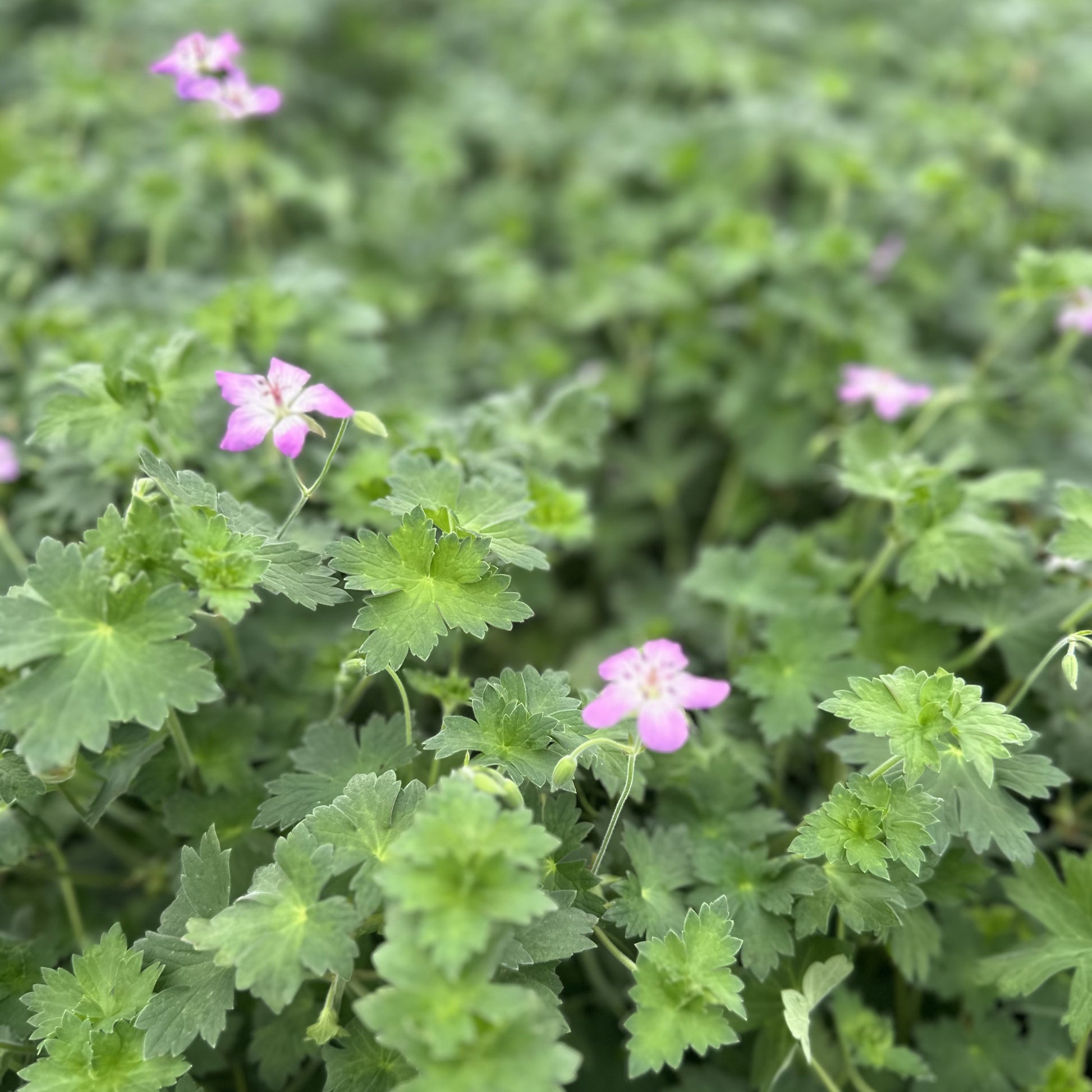 Geranium wlassovianum 1G
