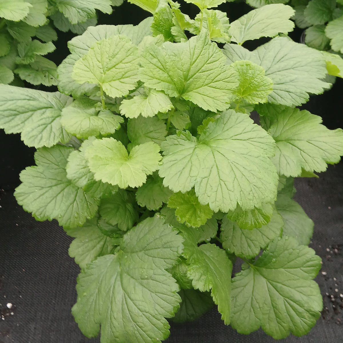 Geum rivale 1G
