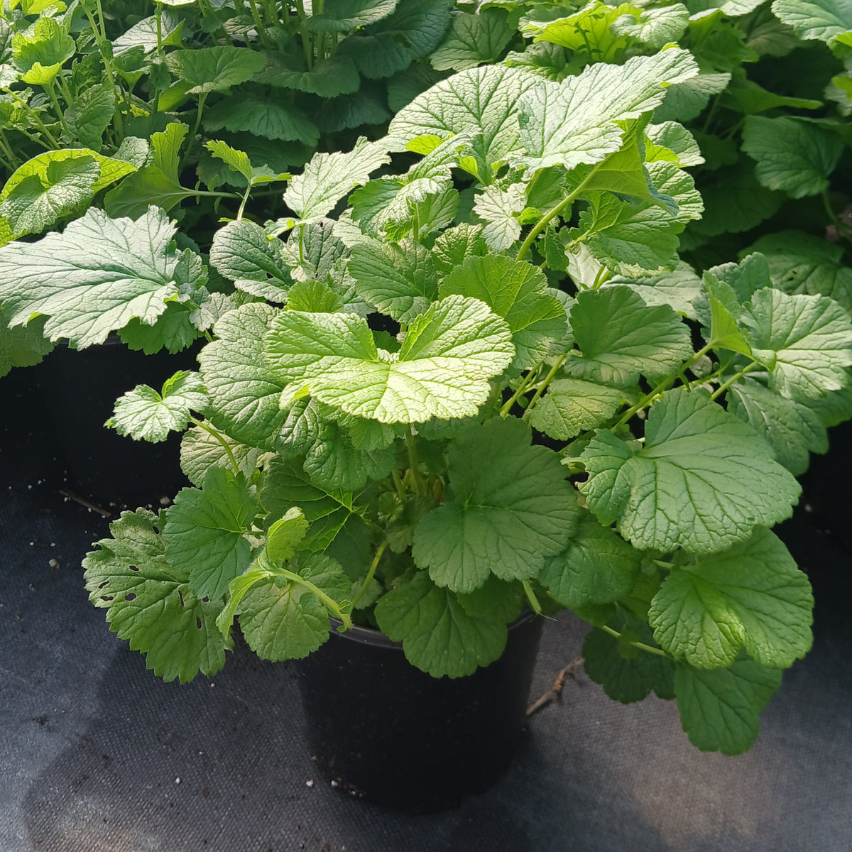 Geum rivale 1G