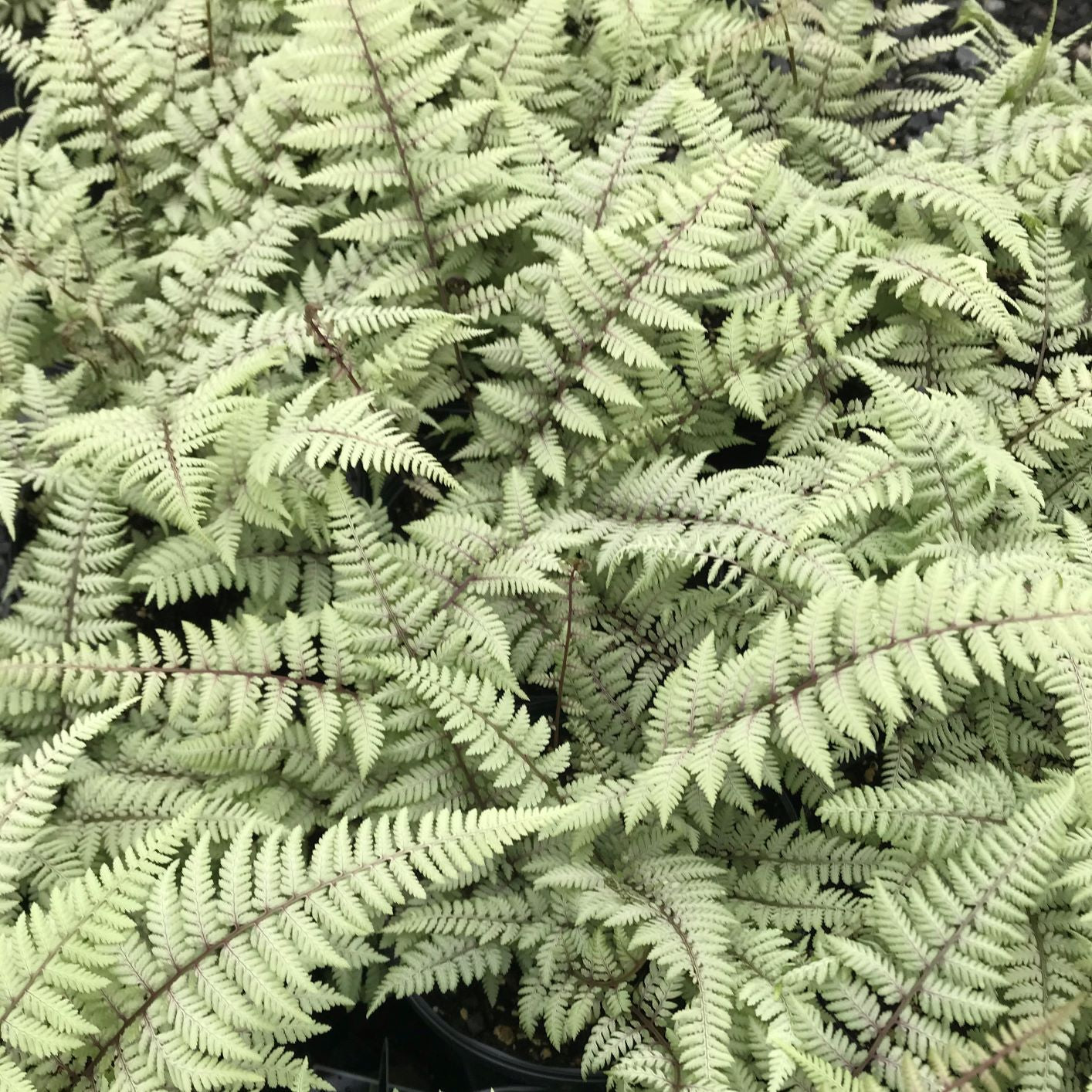 Ghost Fern 1Q