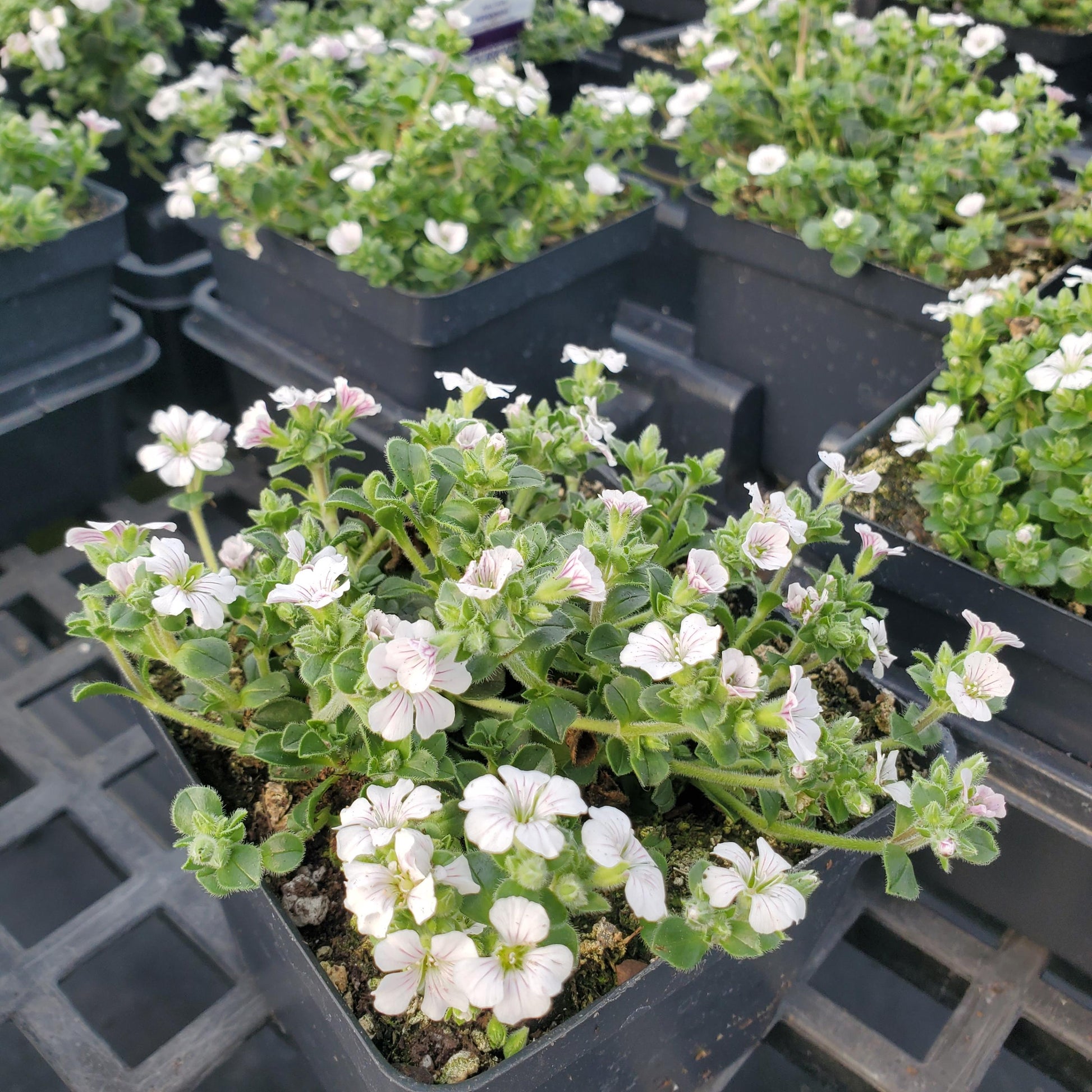 Gypsophila cerastoides Pixie Splash 1Q