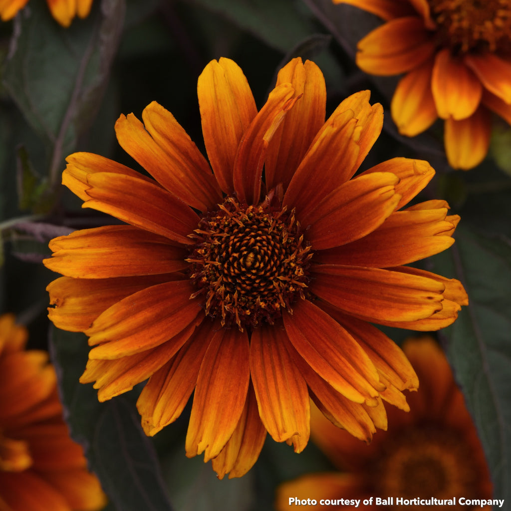 Heliopsis helianthoides Summer Eclipse 1G