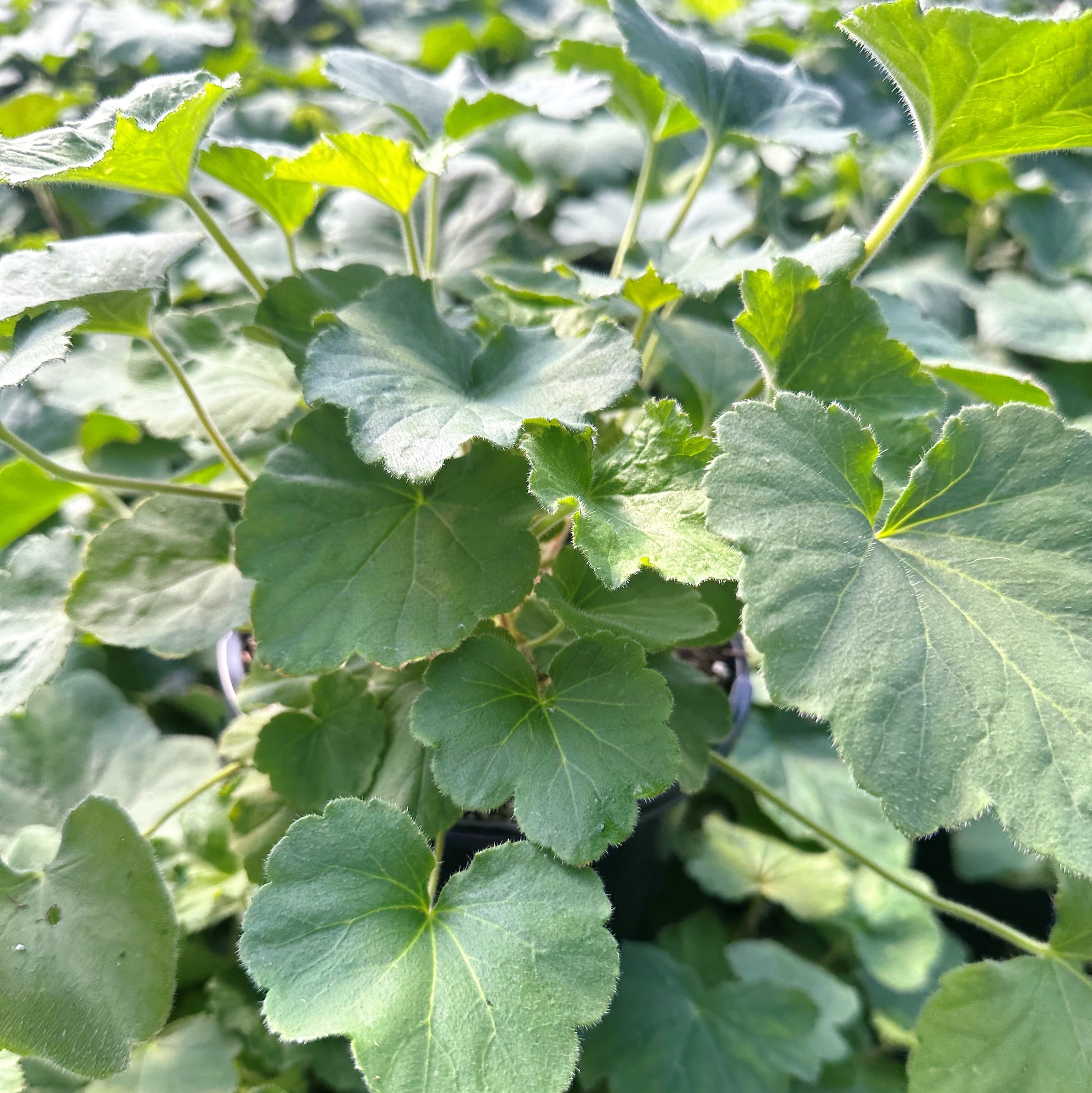 Heuchera villosa Autumn Bride 1G