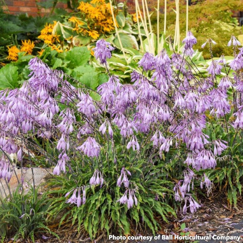 Hosta x Silly String 1Q