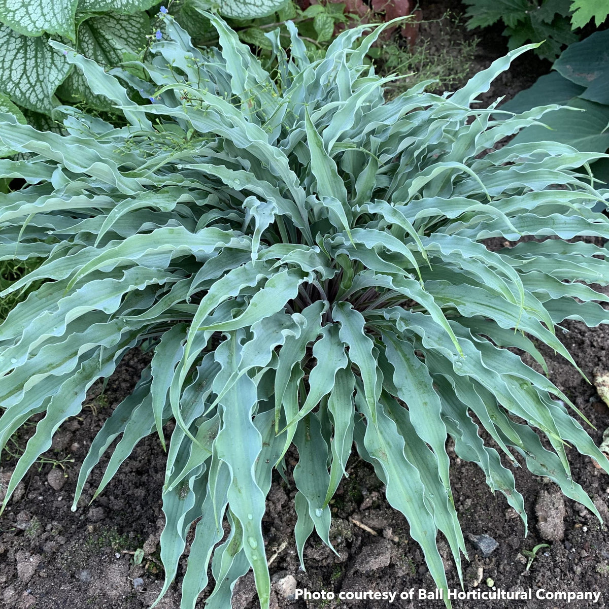 Hosta x Silly String 1Q