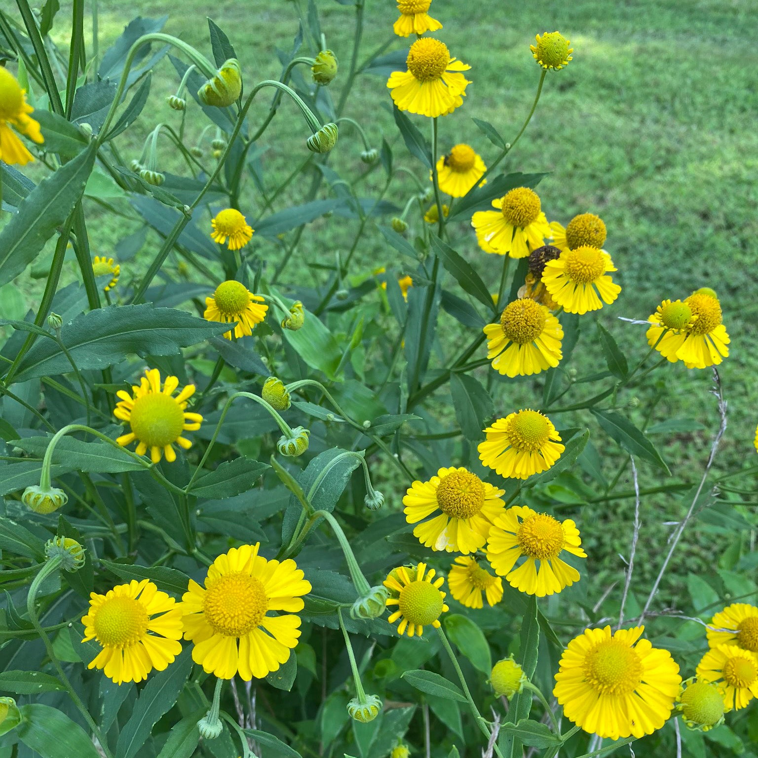 Helenium autumnale DP50