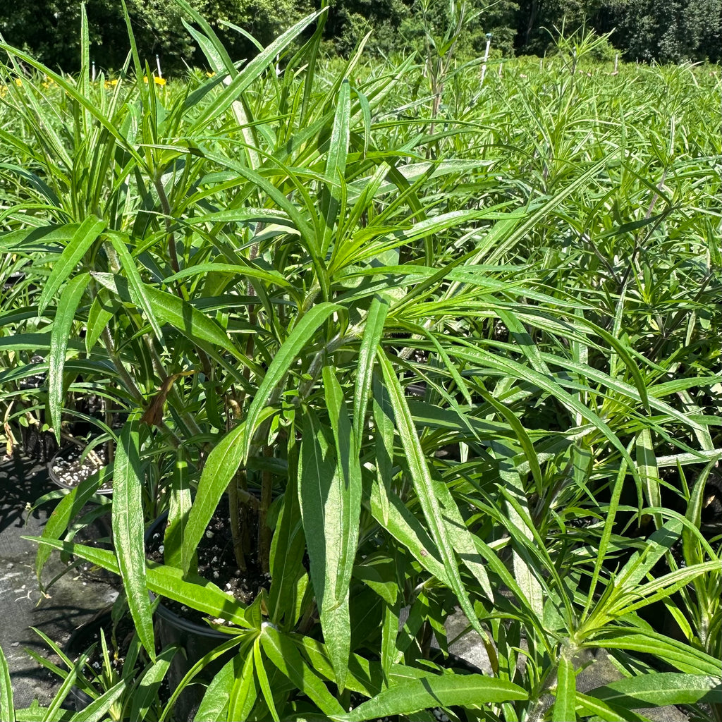 Helianthus angustifolius 1G