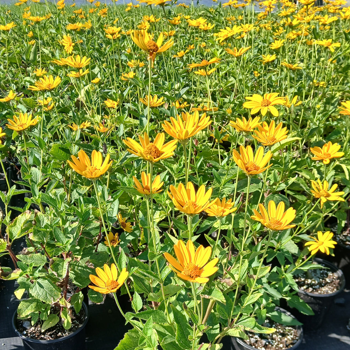Heliopsis helianthoides 1G