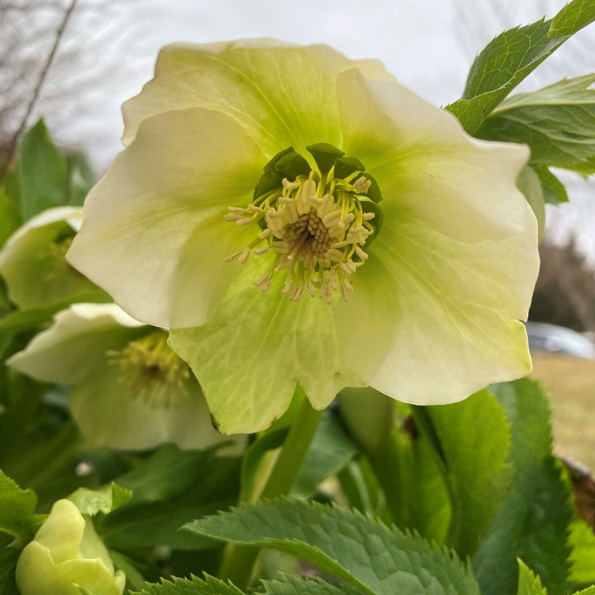 Helleborus orientalis 1Q