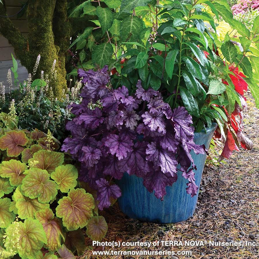 Heuchera x Forever Purple 1Q