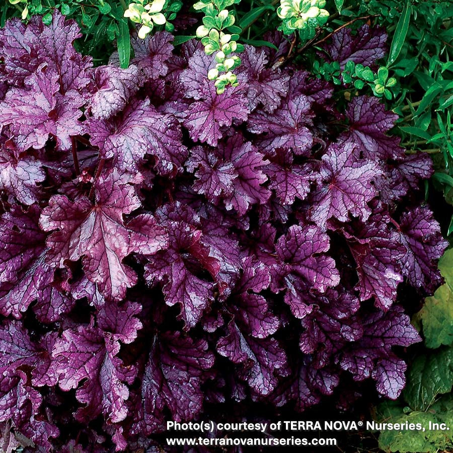 Heuchera x Forever Purple 1Q