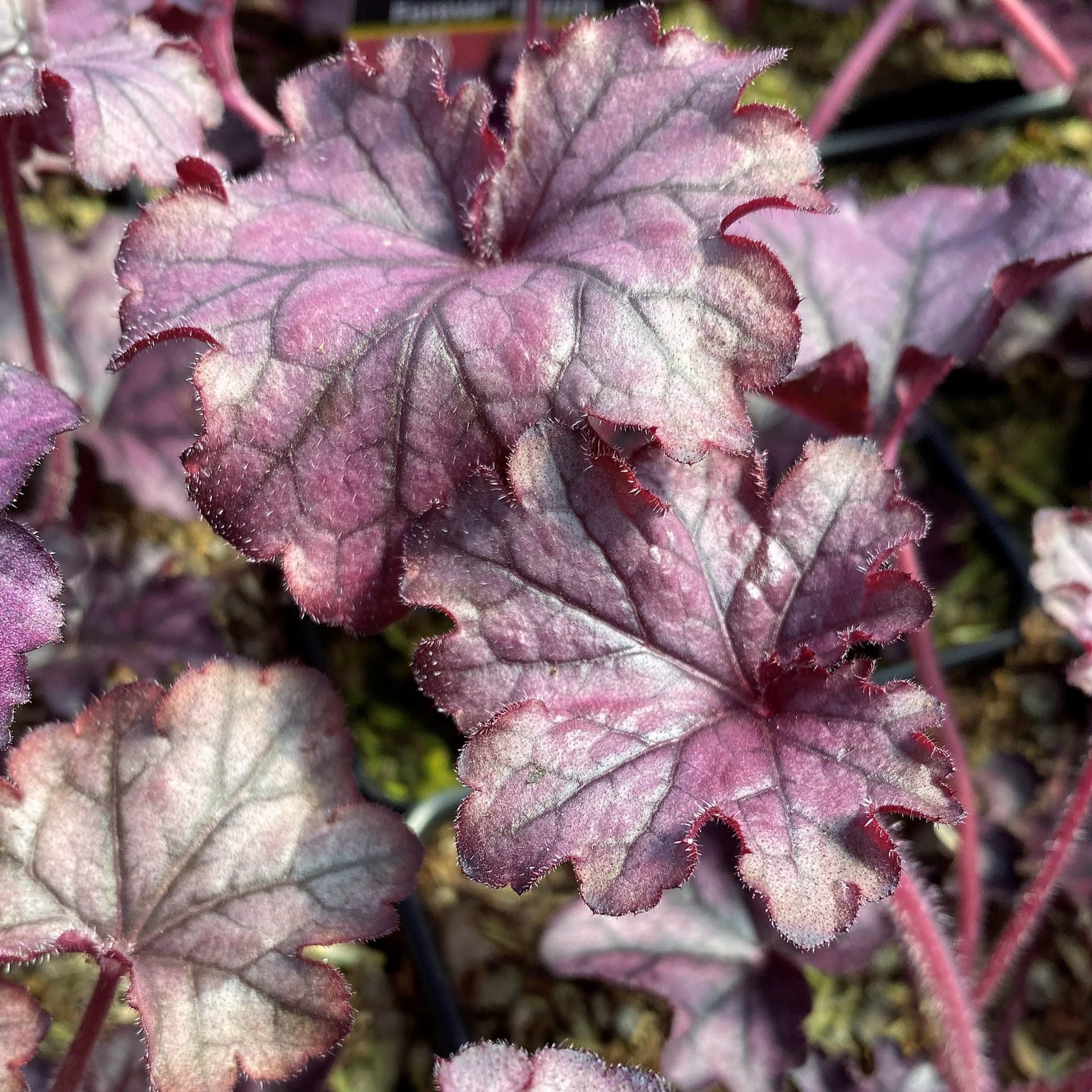 Heuchera x Forever Purple 1Q