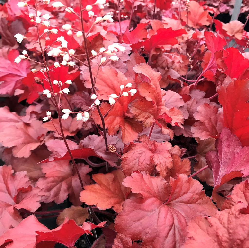 Heuchera x Forever Red 1Q