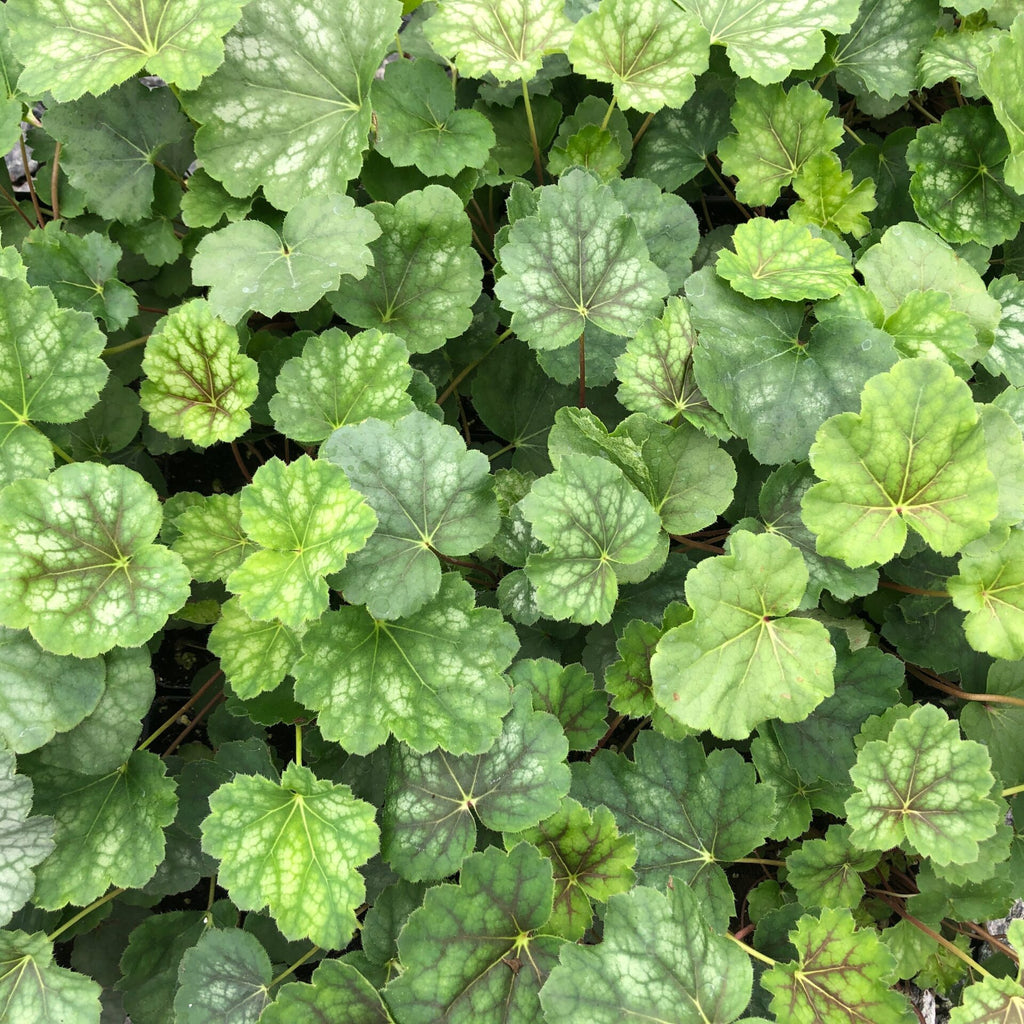 Heuchera americana 1G
