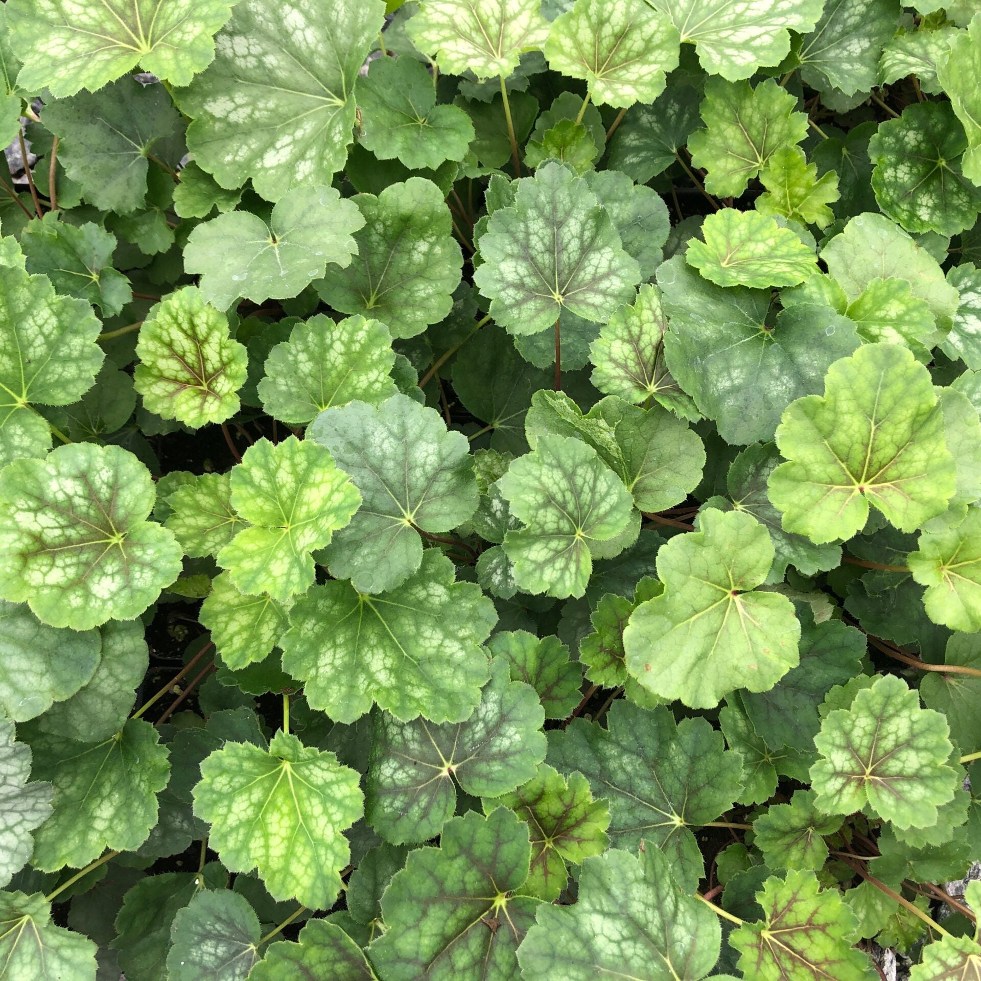 Heuchera americana 1G