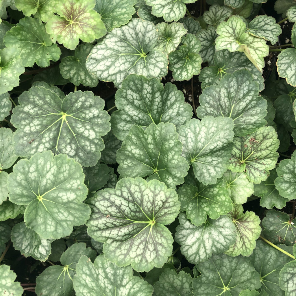 Heuchera americana 1G