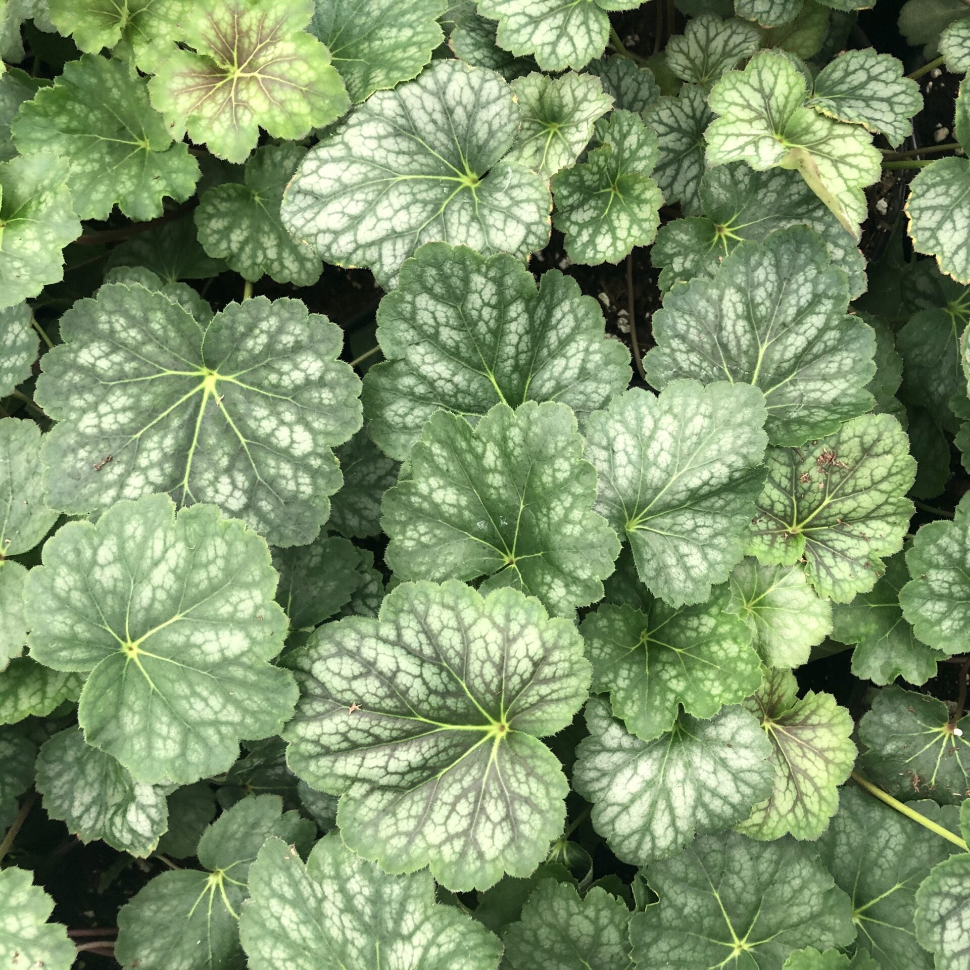 Heuchera americana 1G