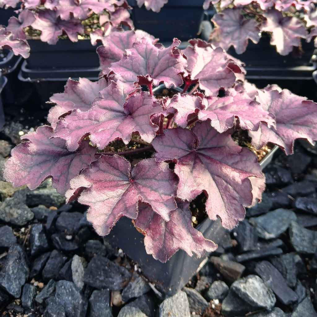 Heuchera x Forever Purple 1Q