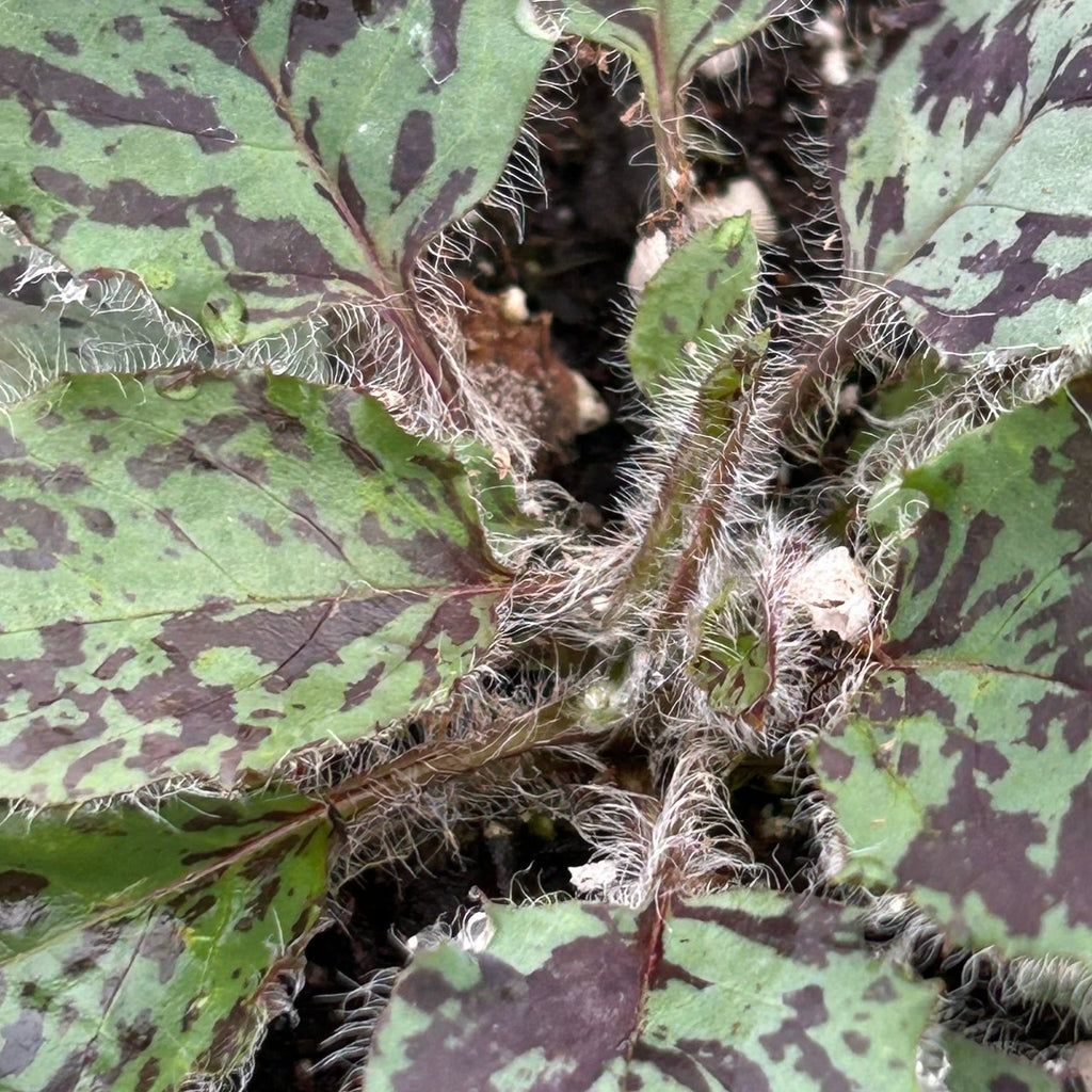 Hieracium maculatum Chocolate Dip 1Q
