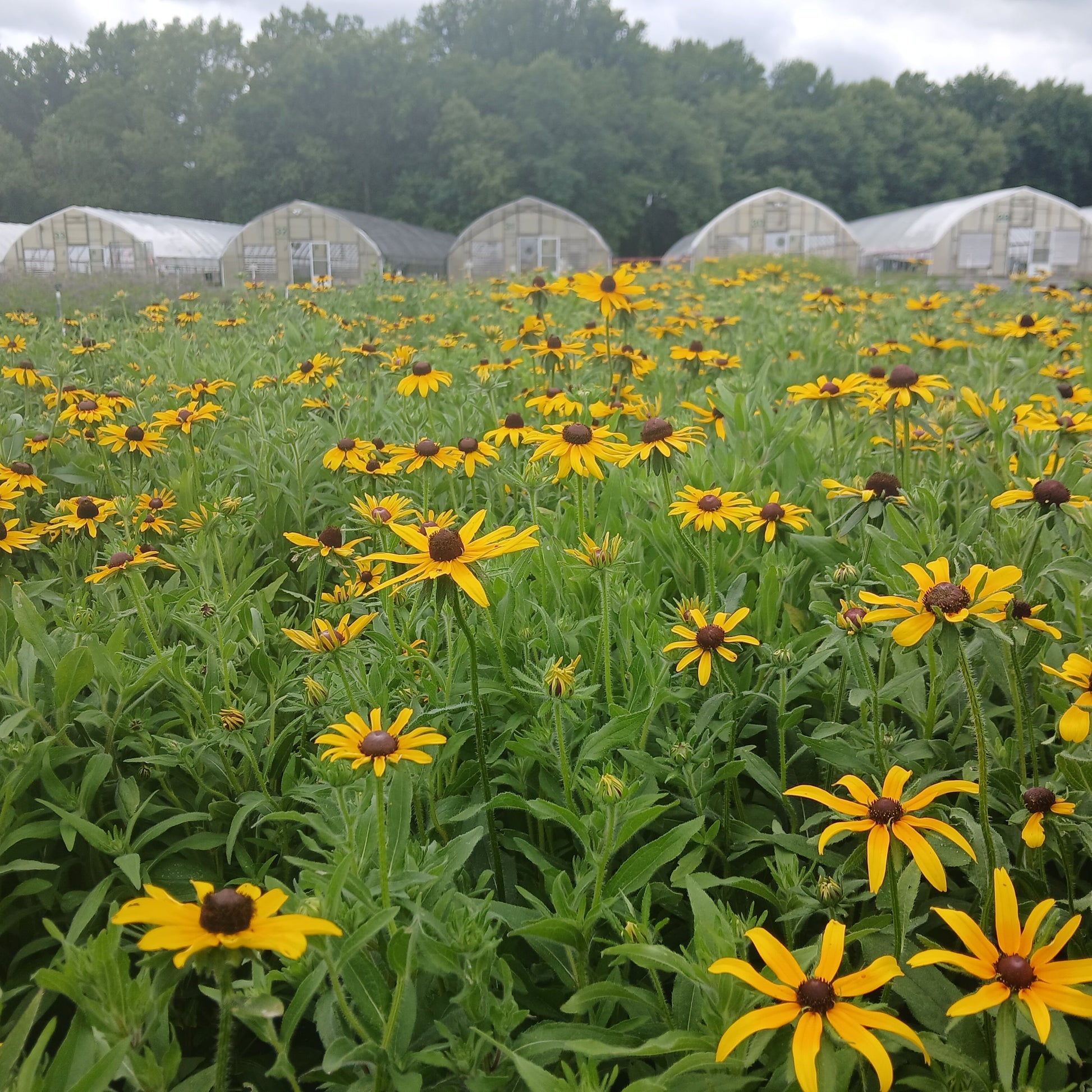 Rudbeckia hirta 1G