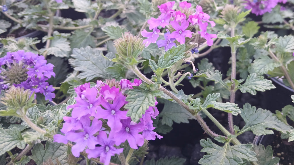 Verbena x Homestead Purple 1G
