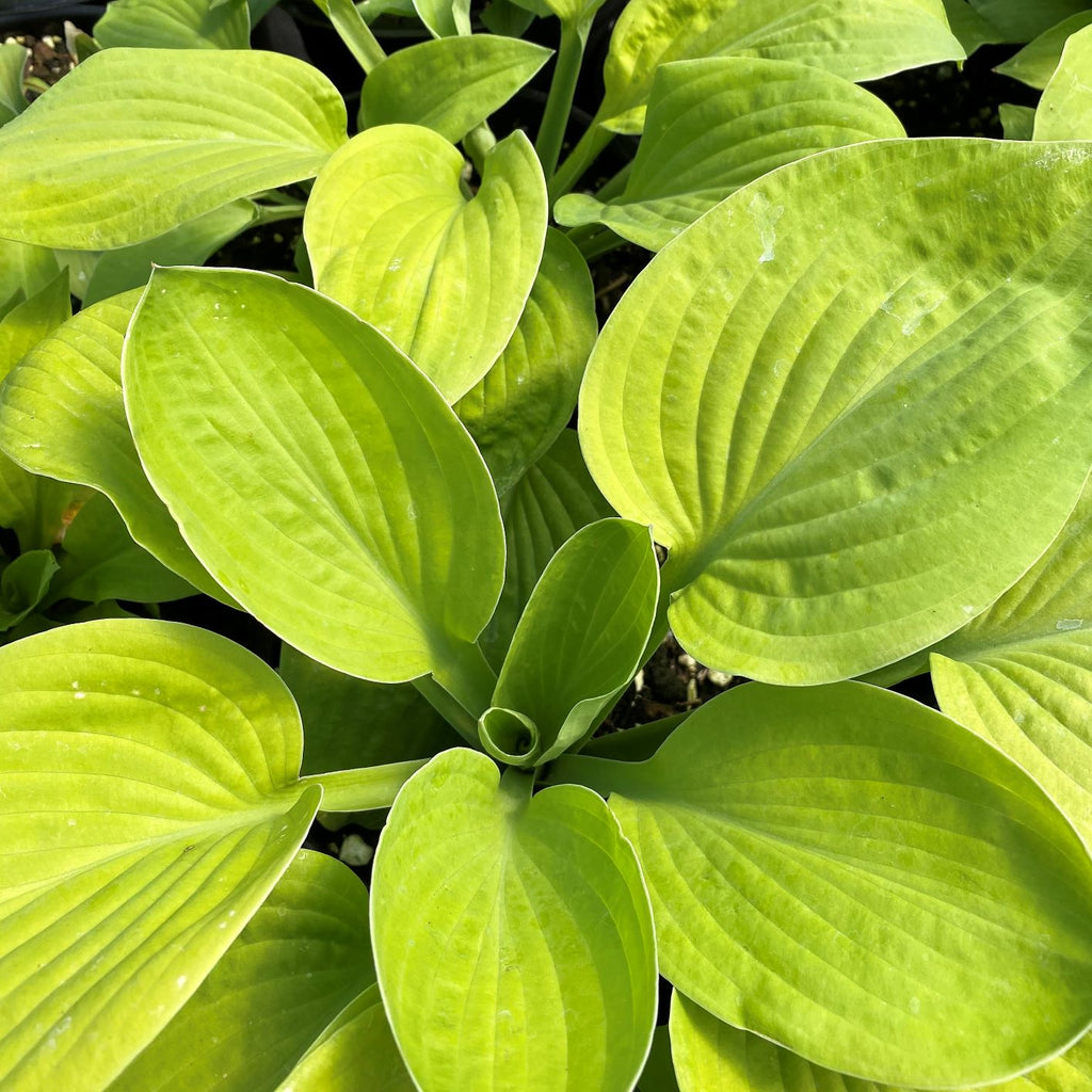 Hosta x August Moon 1G