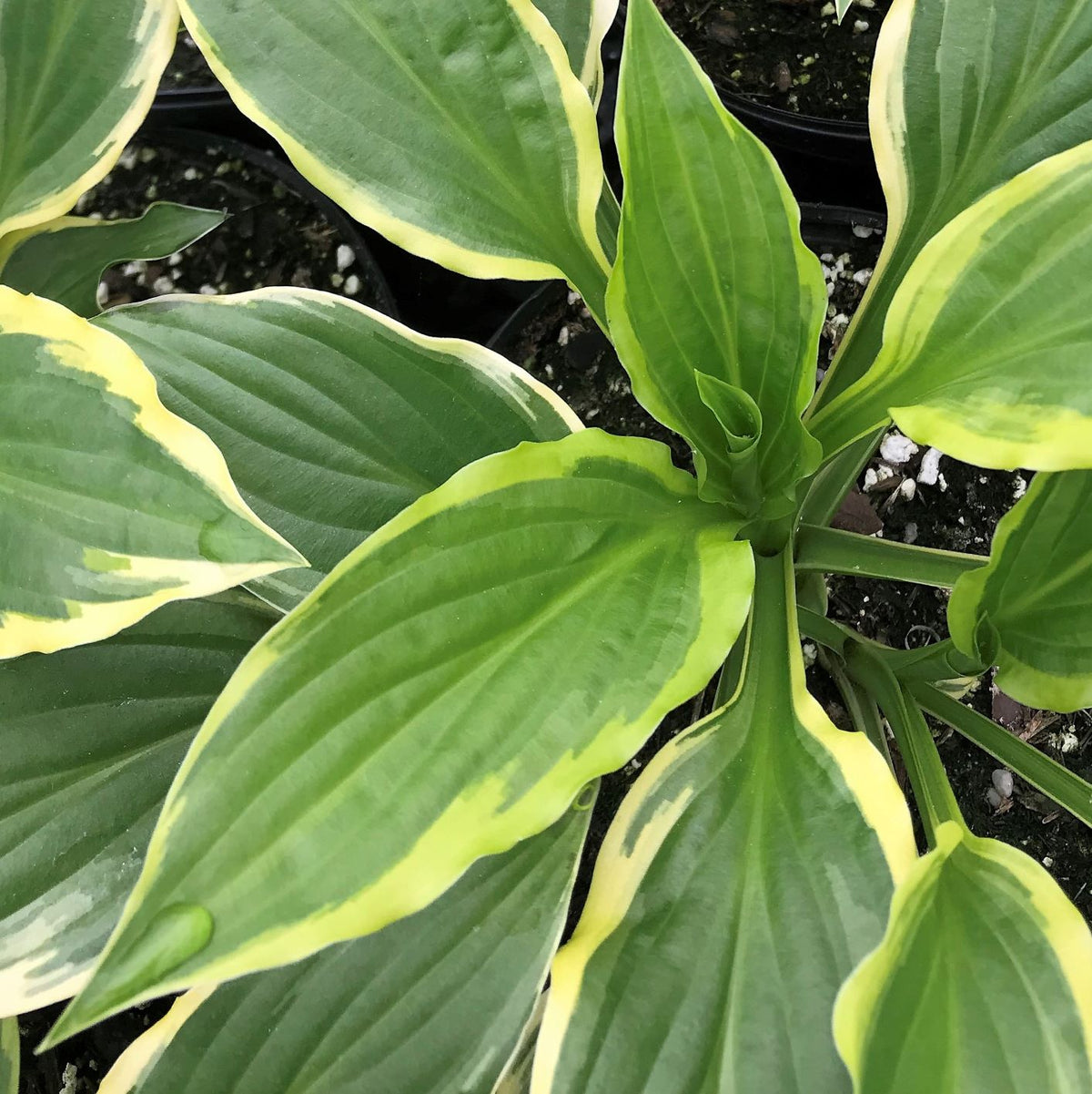 Hosta x So Sweet 1Q