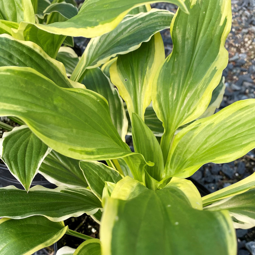 Hosta x So Sweet 1Q