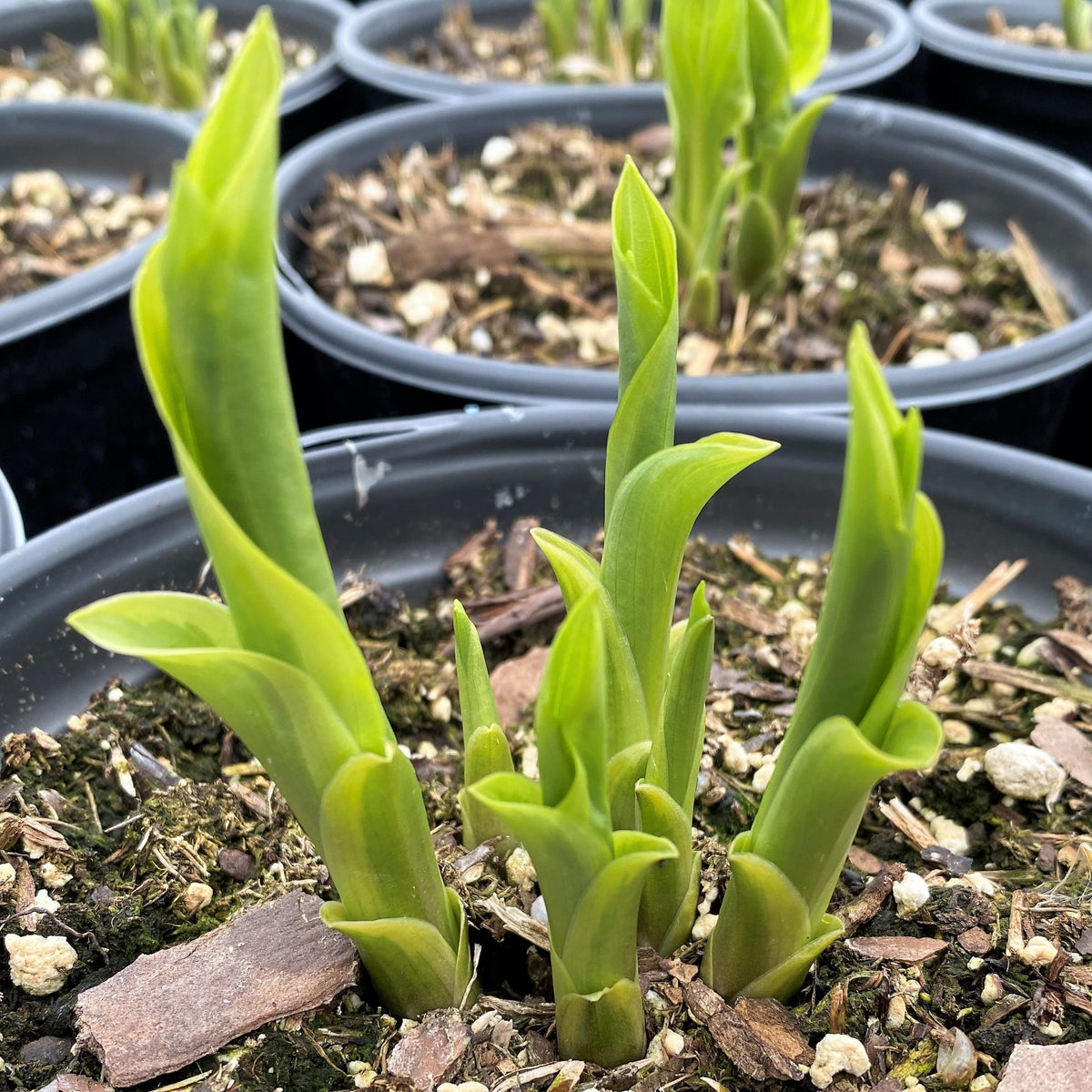 Hosta x So Sweet 1Q